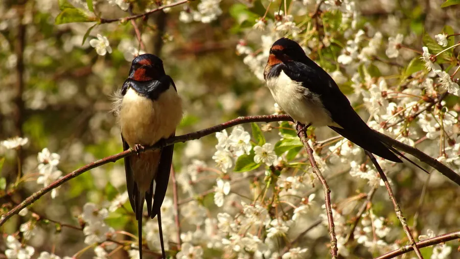 Schwalben im Frühling in Loissin