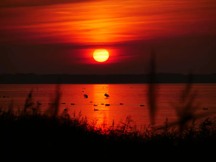Sonnenuntergang mit Schwänen auf dem Bodden