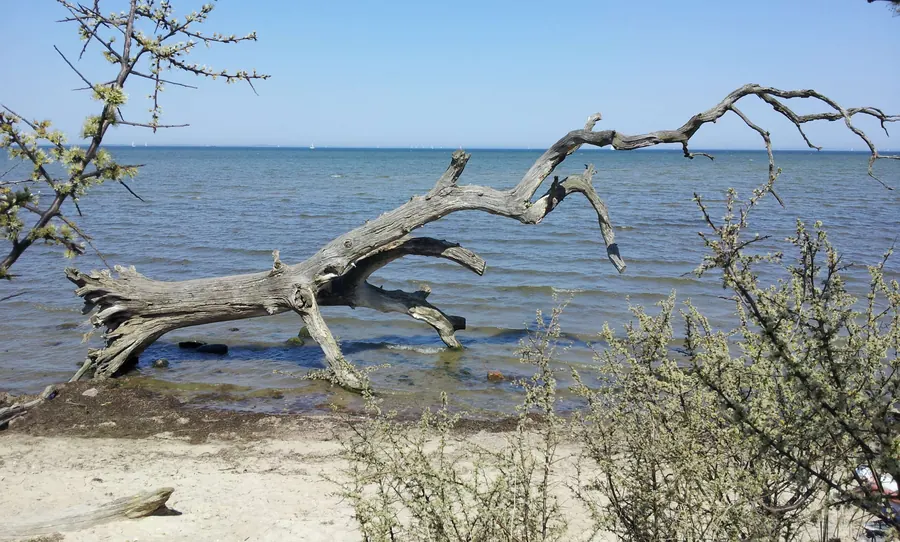 Treibholz am Strand des Greifswalder Bodden