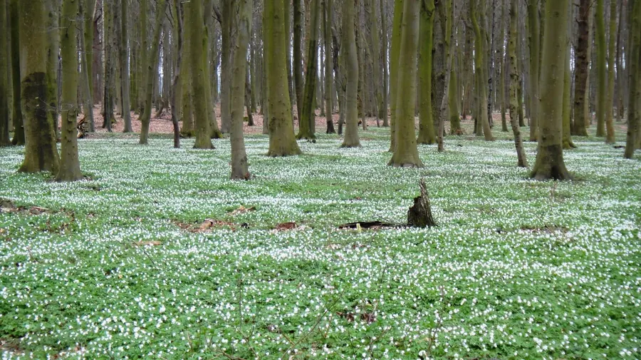 Waldblumenwiese bei Loissin im Frühling